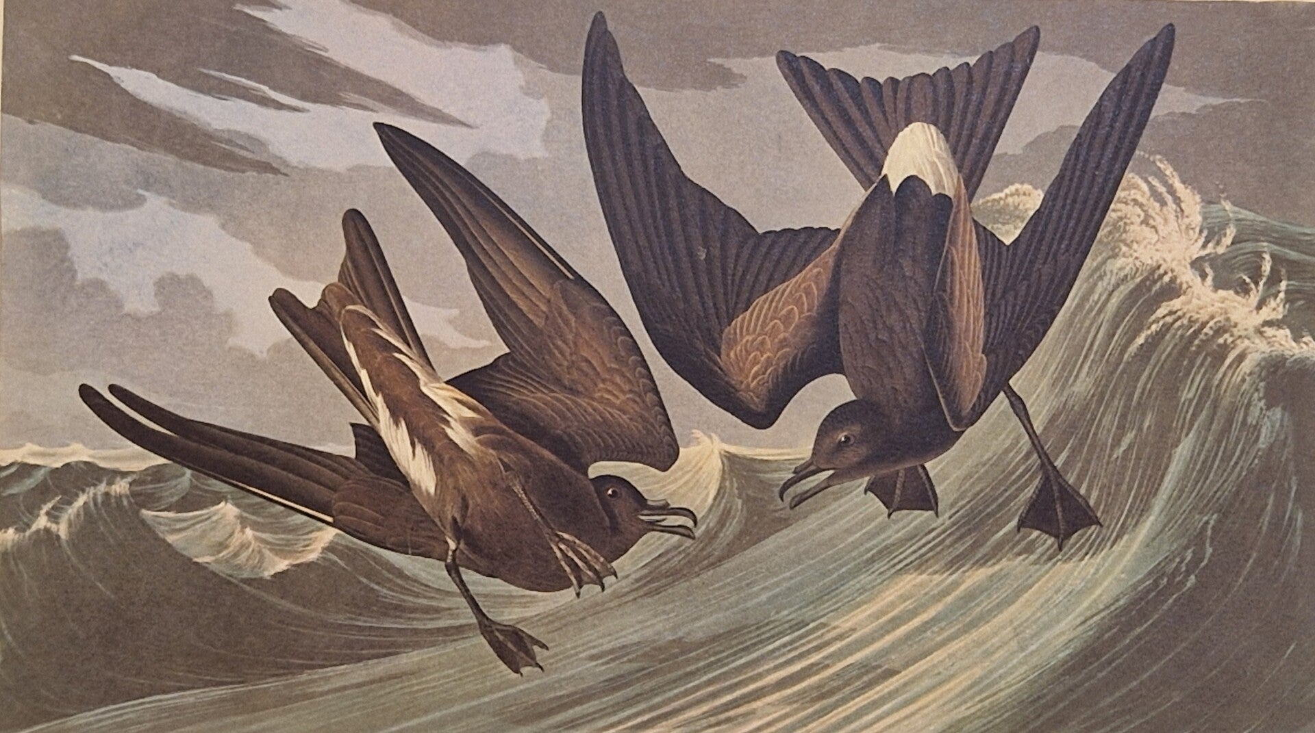 Fork-tailed Petrel. Audubon Amsterdam editie 1971-72..