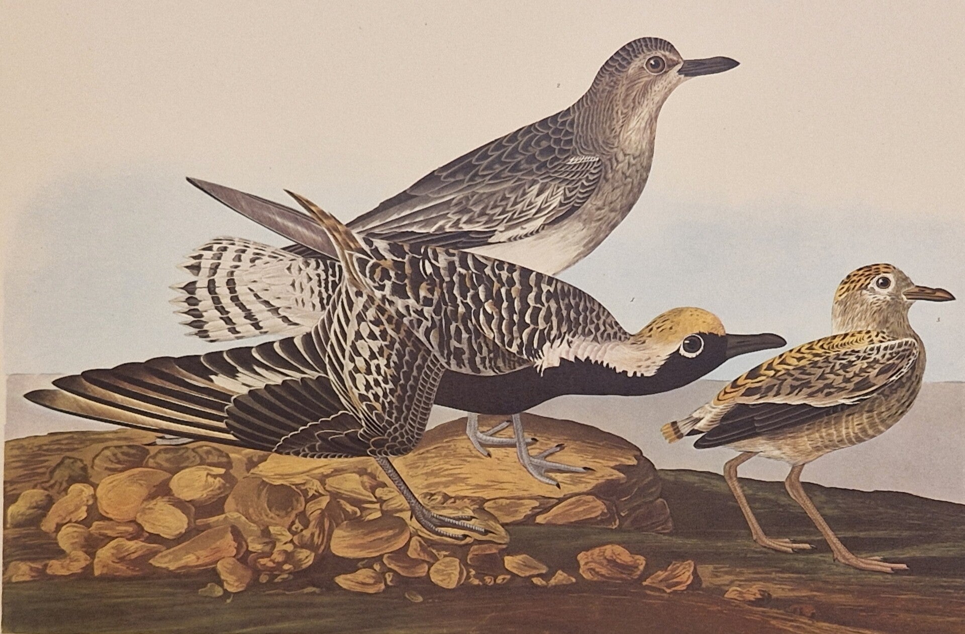 Black-bellied Plover. Audubon Amsterdam editie 1971-72..