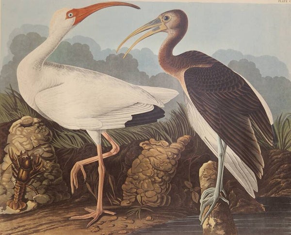White Ibis. Audubon Amsterdam editie 1971-72.