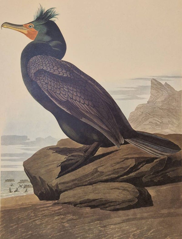 Double-crested Comorant. Audubon Amsterdam editie 1971-72..