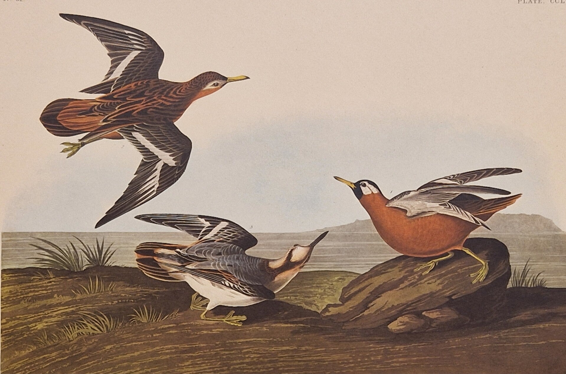 Red Phalarope. Audubon Amsterdam editie 1971-72..