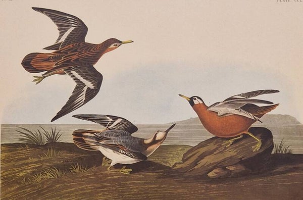 Red Phalarope. Audubon Amsterdam editie 1971-72..