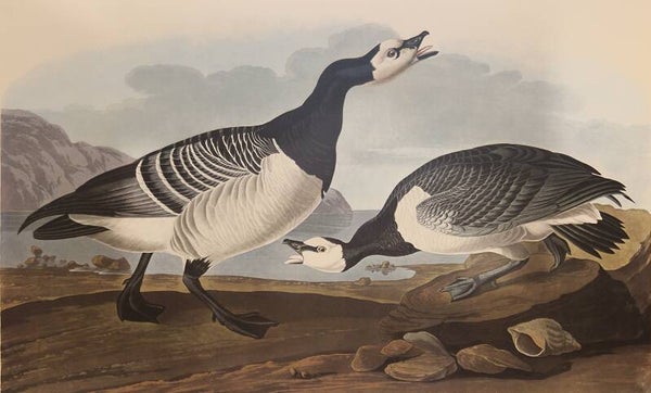 Barnecle Goose. Audubon Amsterdam editie 1971-72..