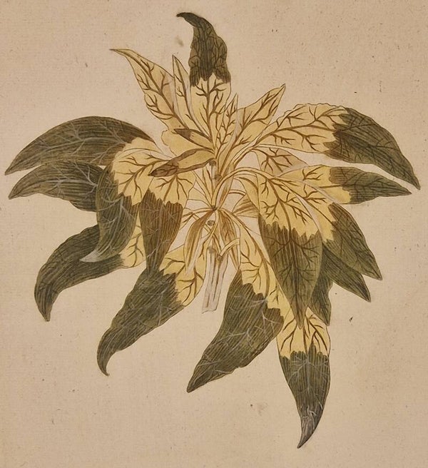 Amaranthus tricolor luteus et viridid  nr 95. J.H.Weinmann 1736.
