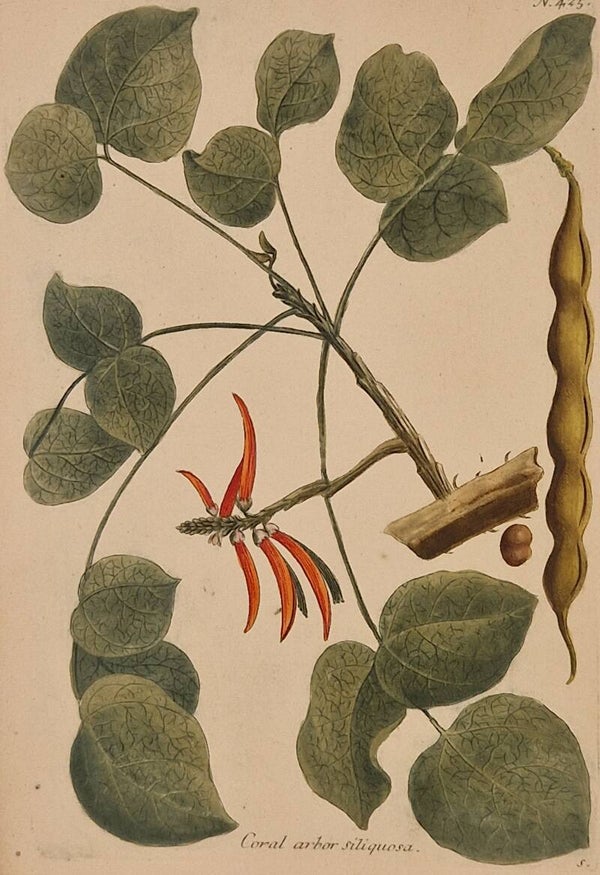 Coral arbor silquosa nr 425 . J.H.Weinmann 1736.