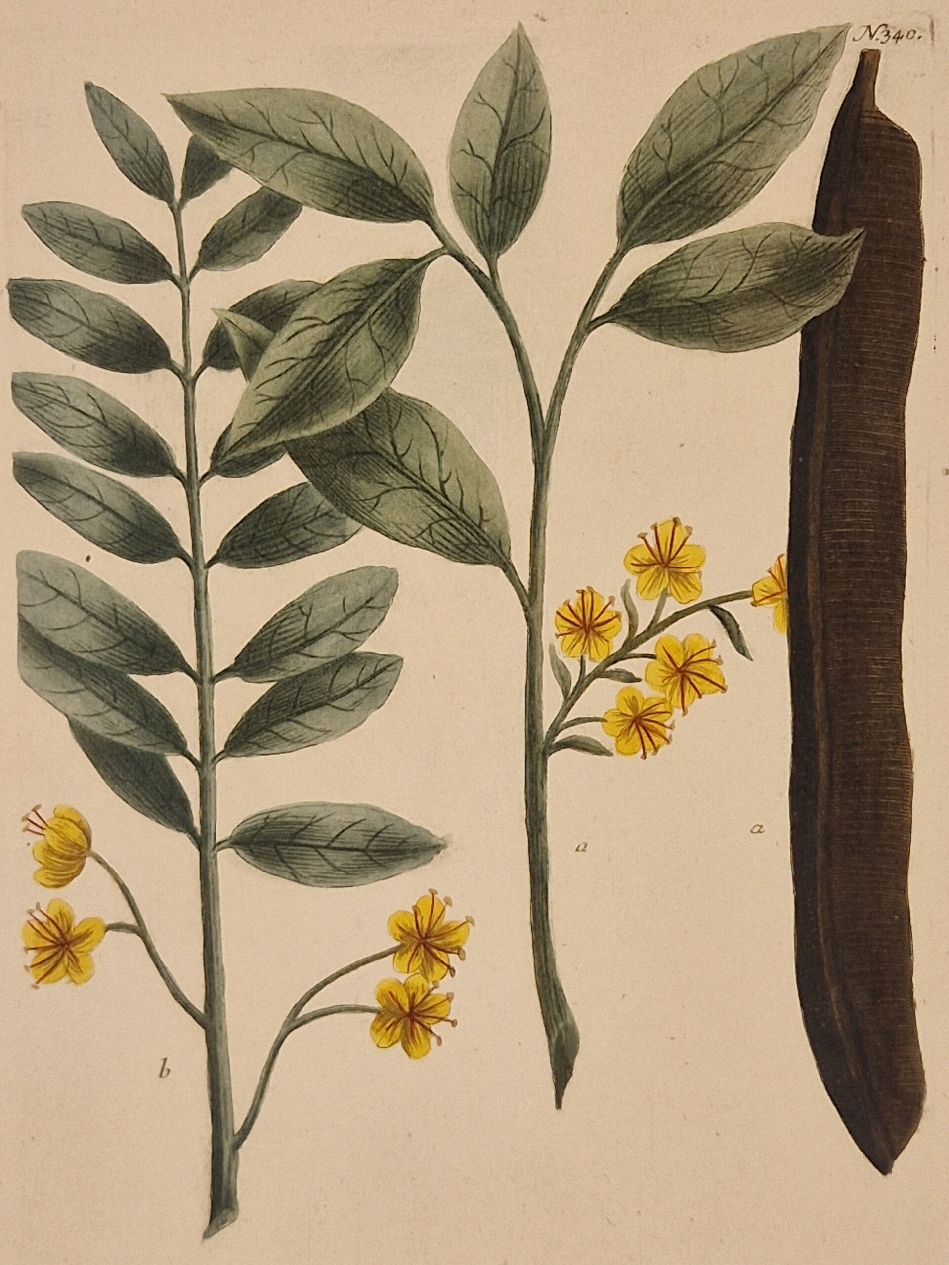 Cassia fistula nr 340. J.H.Weinmann 1736.
