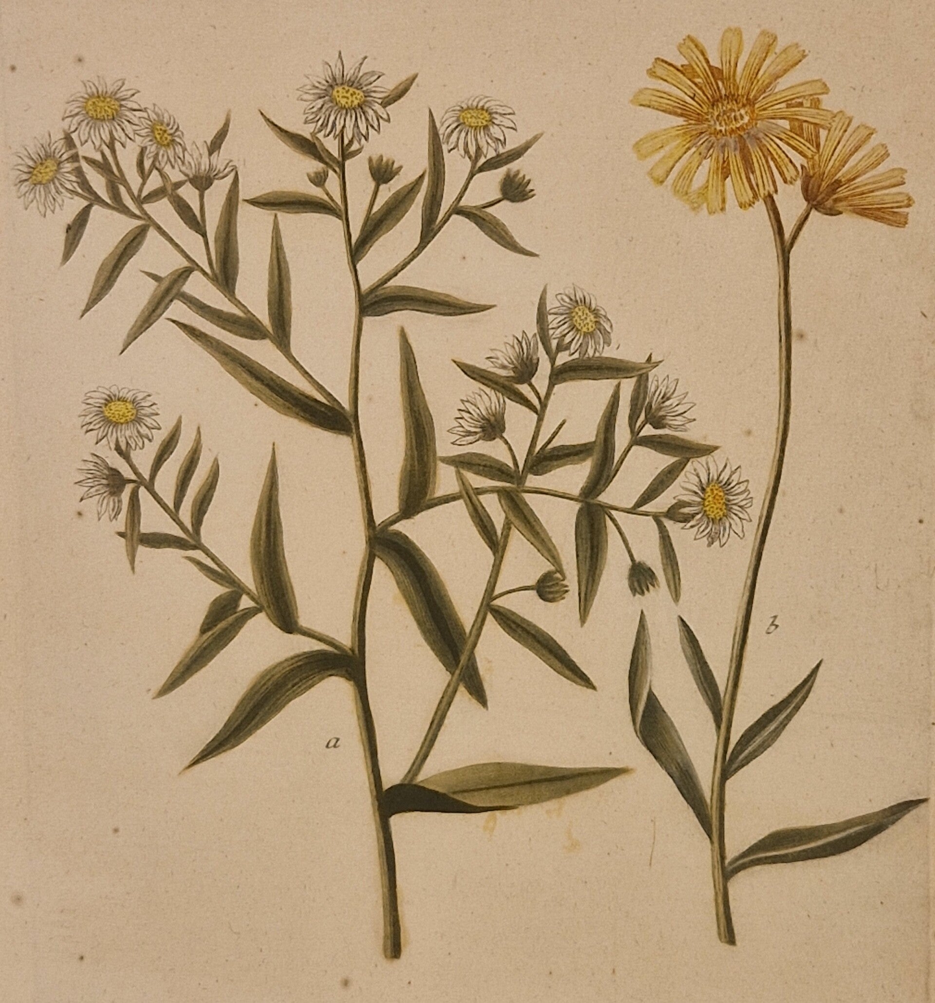 Aster flore bellidis nr 188. J.H.Weinmann 1736.