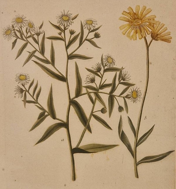 Aster flore bellidis nr 188. J.H.Weinmann 1736.