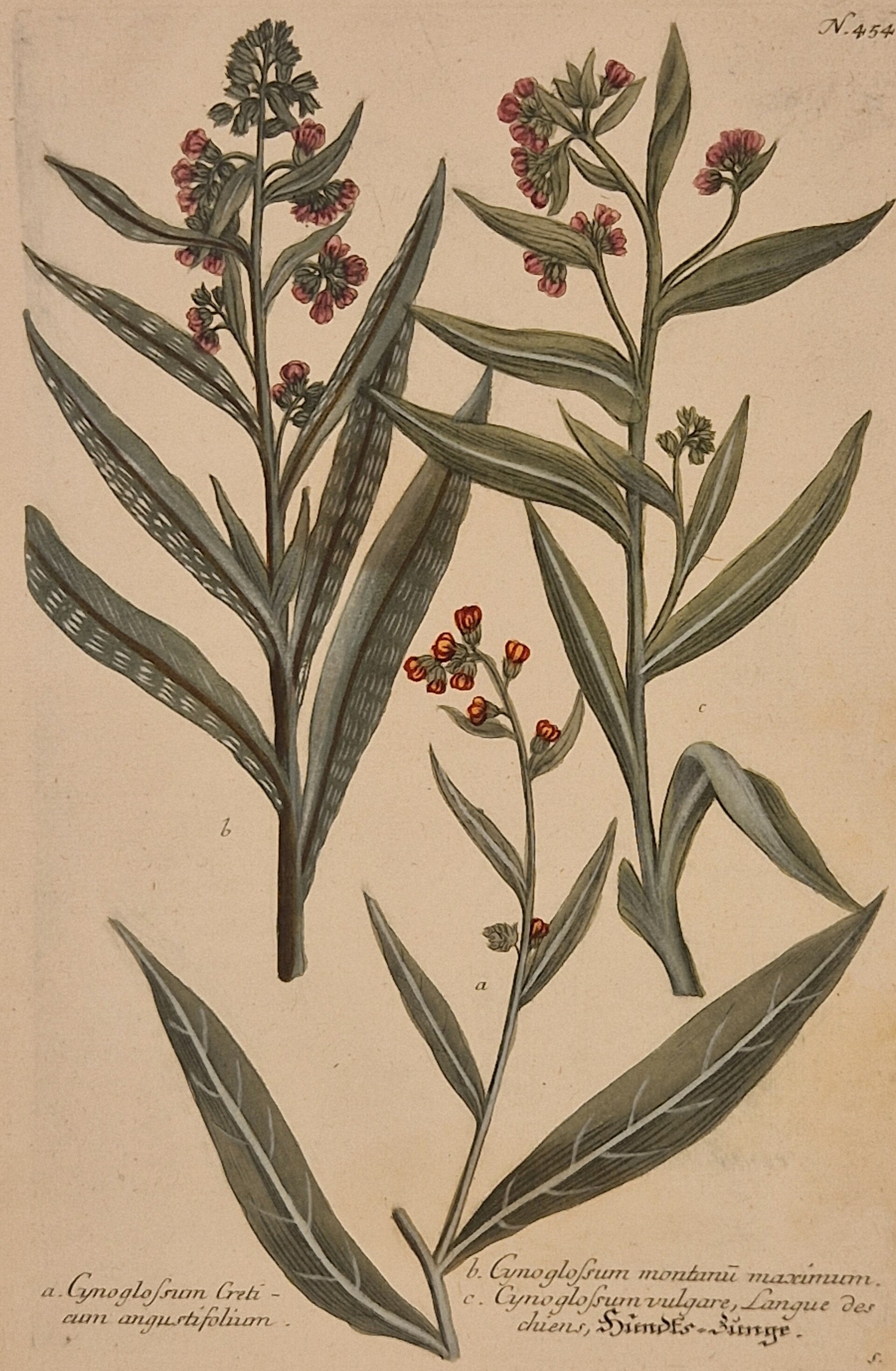 Cynoglossum nr 454.  J.H.Weinmann 1736.