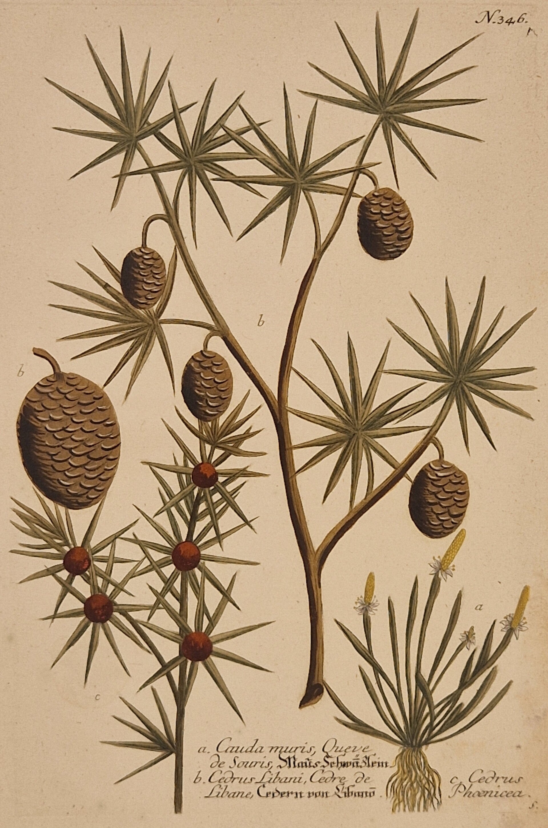 Cedrus libani nr 346. J.H.Weinmann 1736.