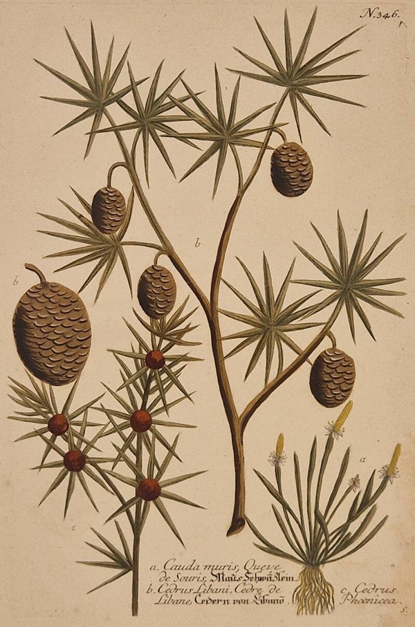 Cedrus libani nr 346. J.H.Weinmann 1736.