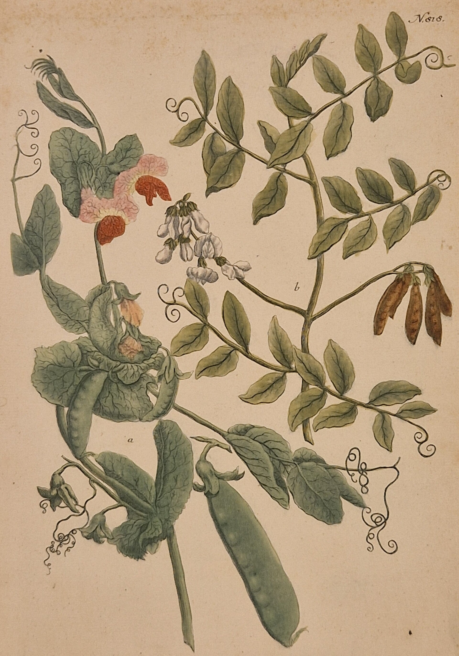 Pisum mapus flore purpureo nr 818. J.H.Weinmann 1736.