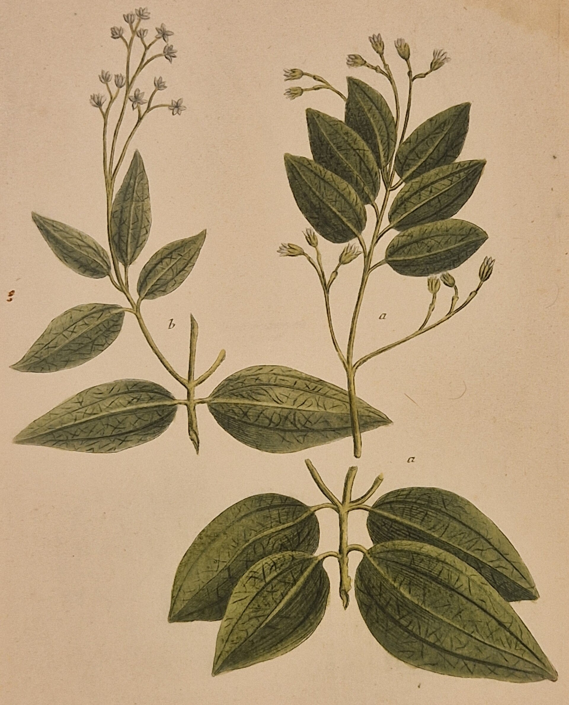 Cinamomum sive canella zeylanica foliis latis ovatis frugiferum nr 386. J.H.Weinmann 1736.