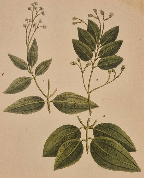 Cinamomum sive canella zeylanica foliis latis ovatis frugiferum nr 386. J.H.Weinmann 1736.