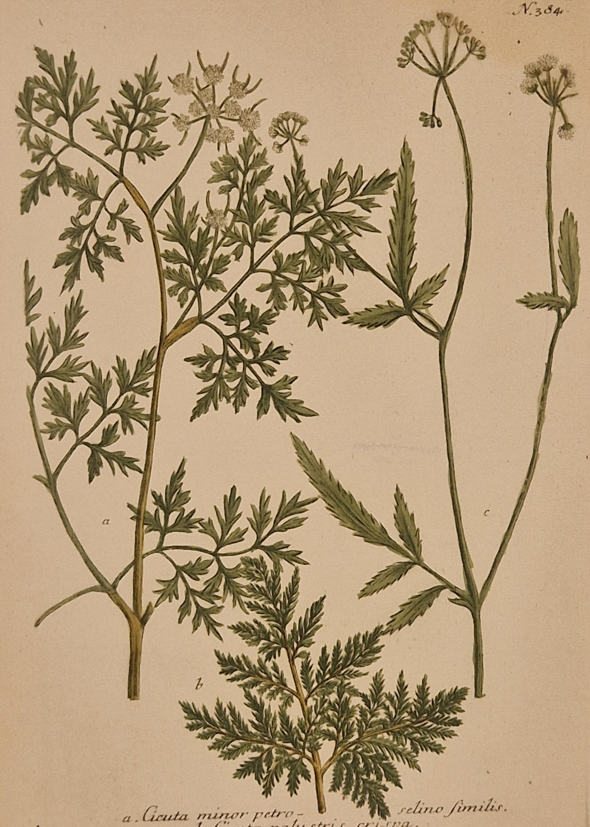 Cicuta minor petroselino similis nr 384. J.H.Weinmann 1736.