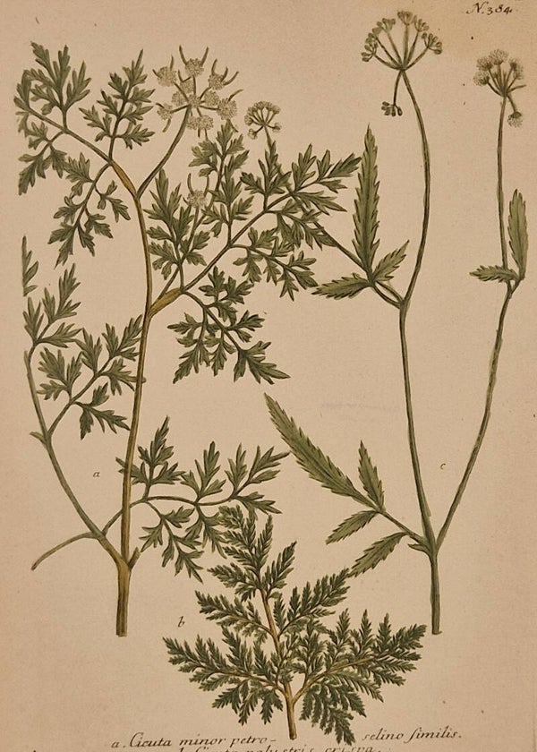 Cicuta minor petroselino similis nr 384. J.H.Weinmann 1736.