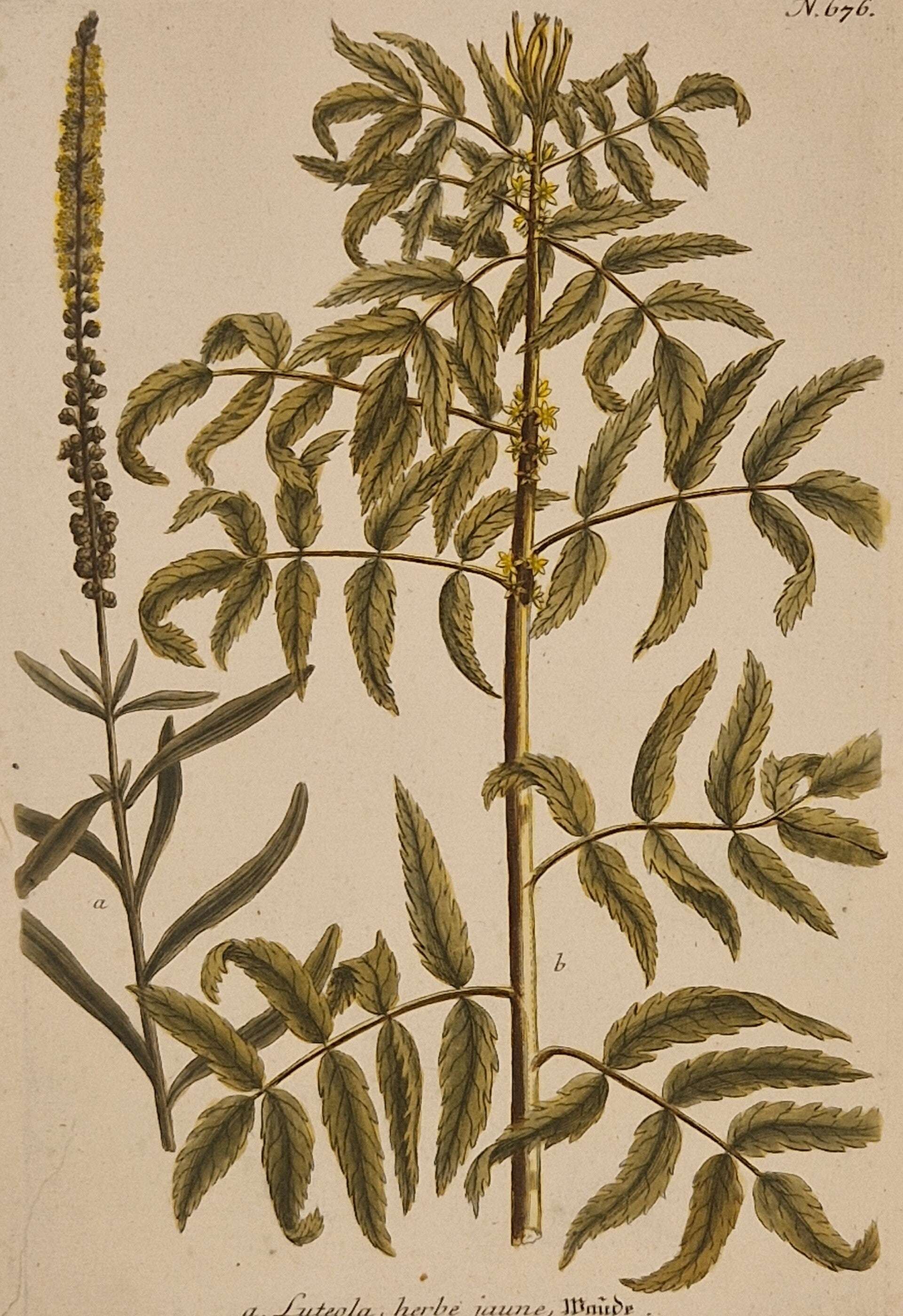 Luteola nr 676. J.H.Weinmann 1736.