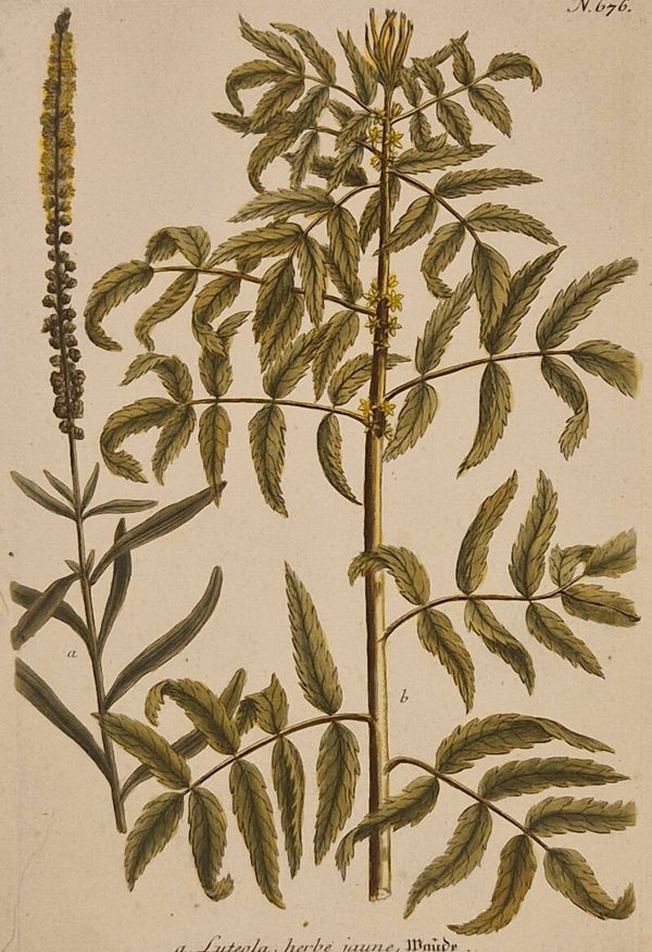 Luteola nr 676. J.H.Weinmann 1736.