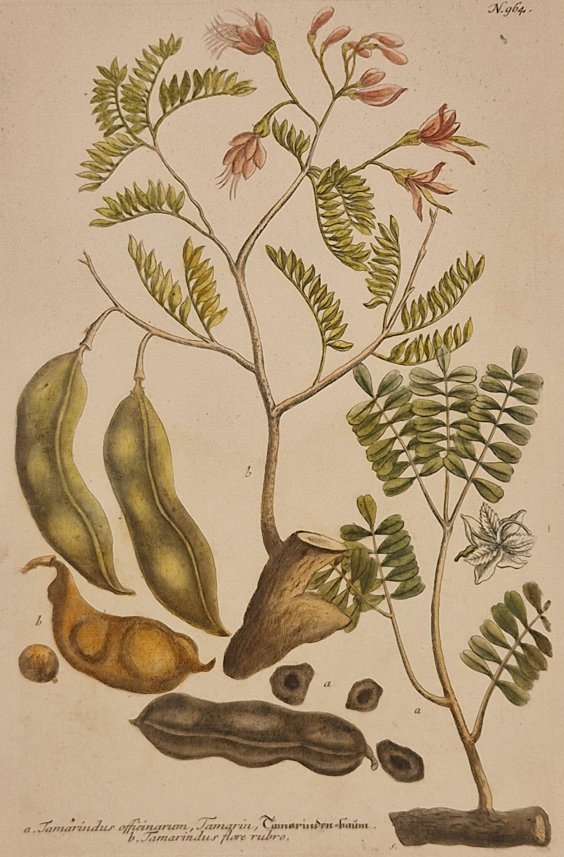 Tamarindus officinarum nr 964. J.H.Weinmann 1736.