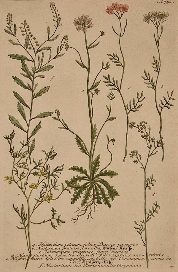 Nasturtium nr 752. J.H.Weinmann 1736.
