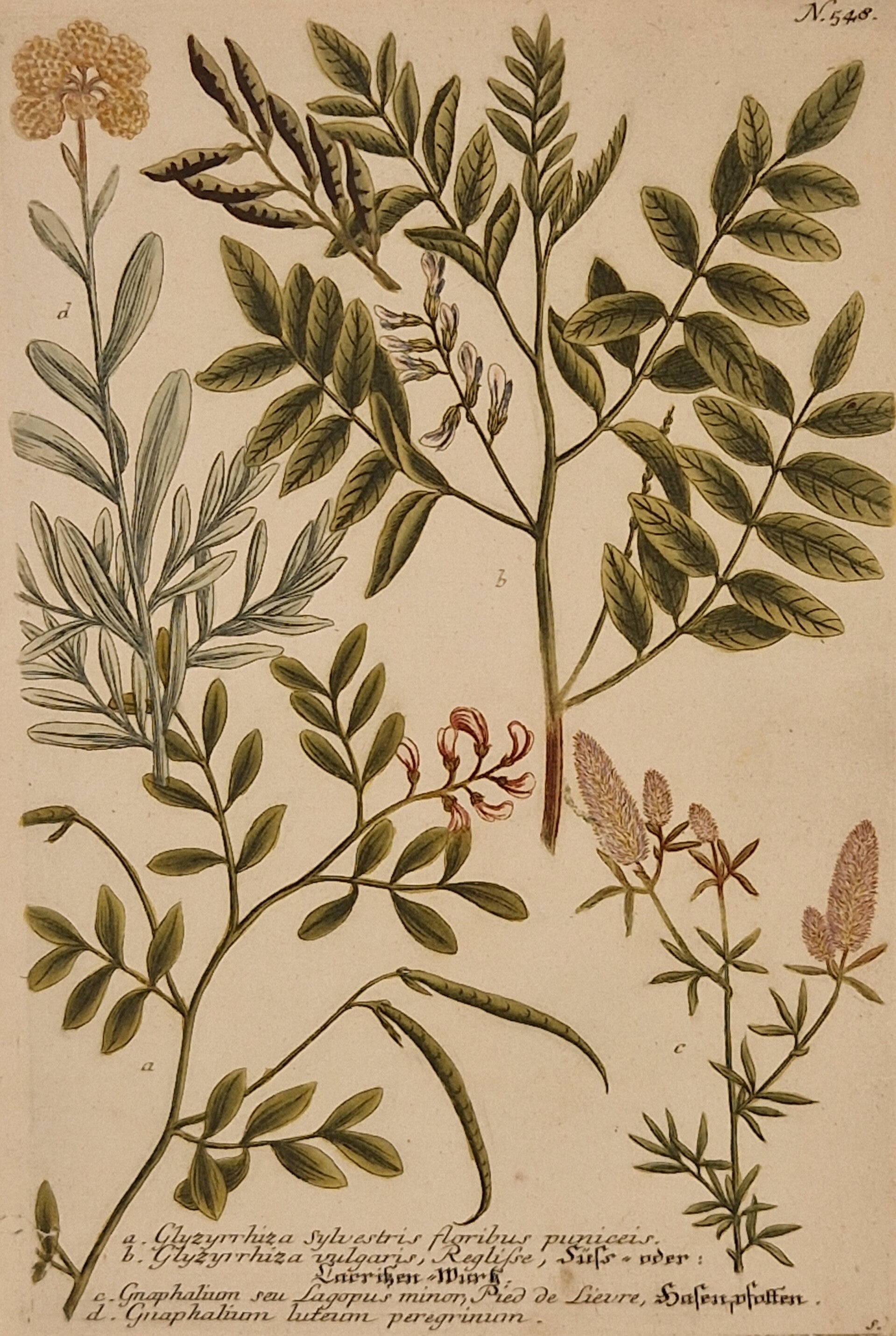 Glyzyrrhiza sylvestris nr 548. J.H.Weinmann 1736.