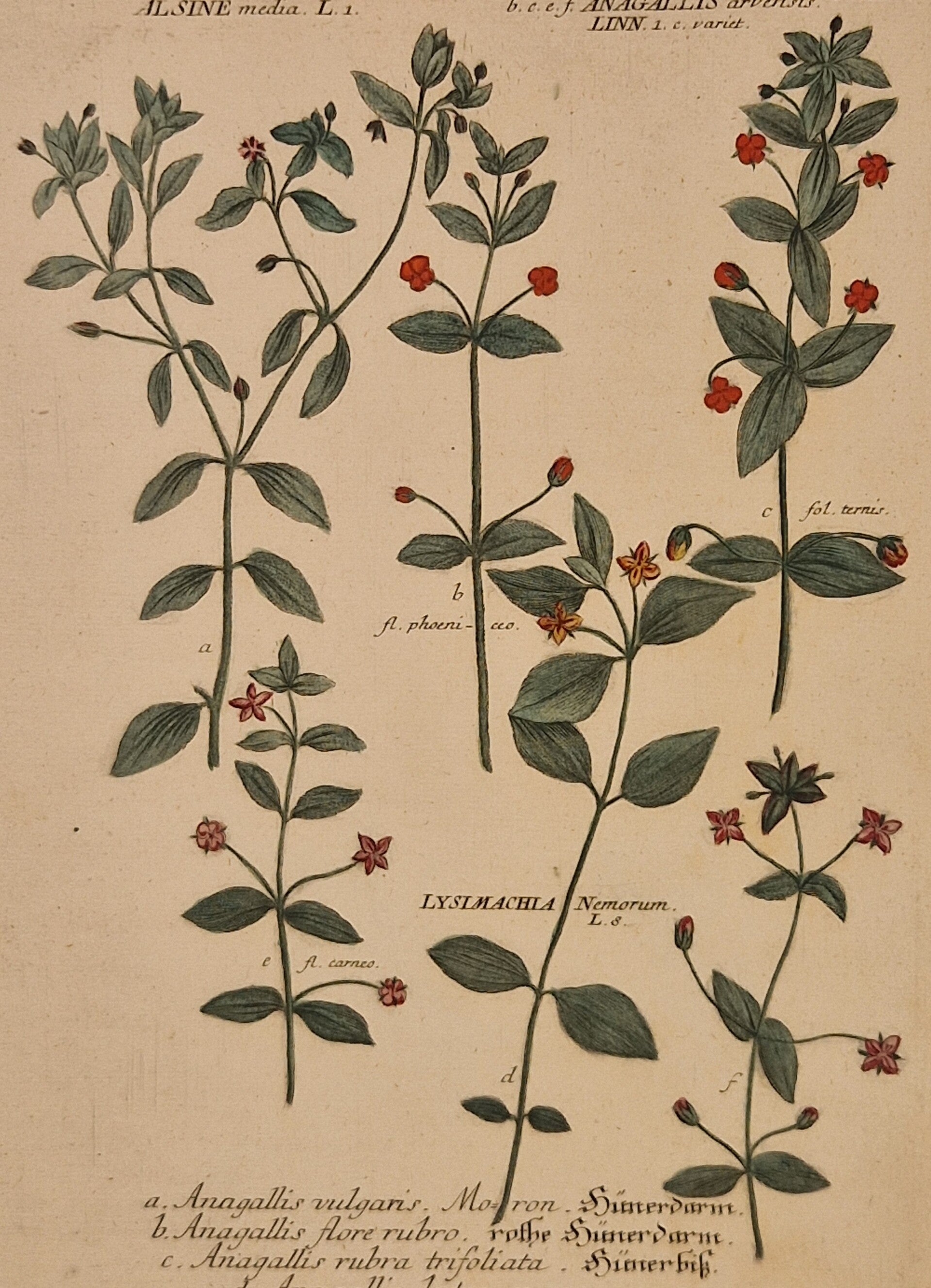 Anagallis vulgaris nr 106. J.H.Weinmann 1736.