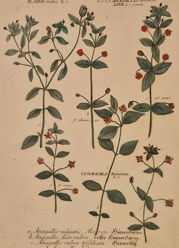 Anagallis vulgaris nr 106. J.H.Weinmann 1736.