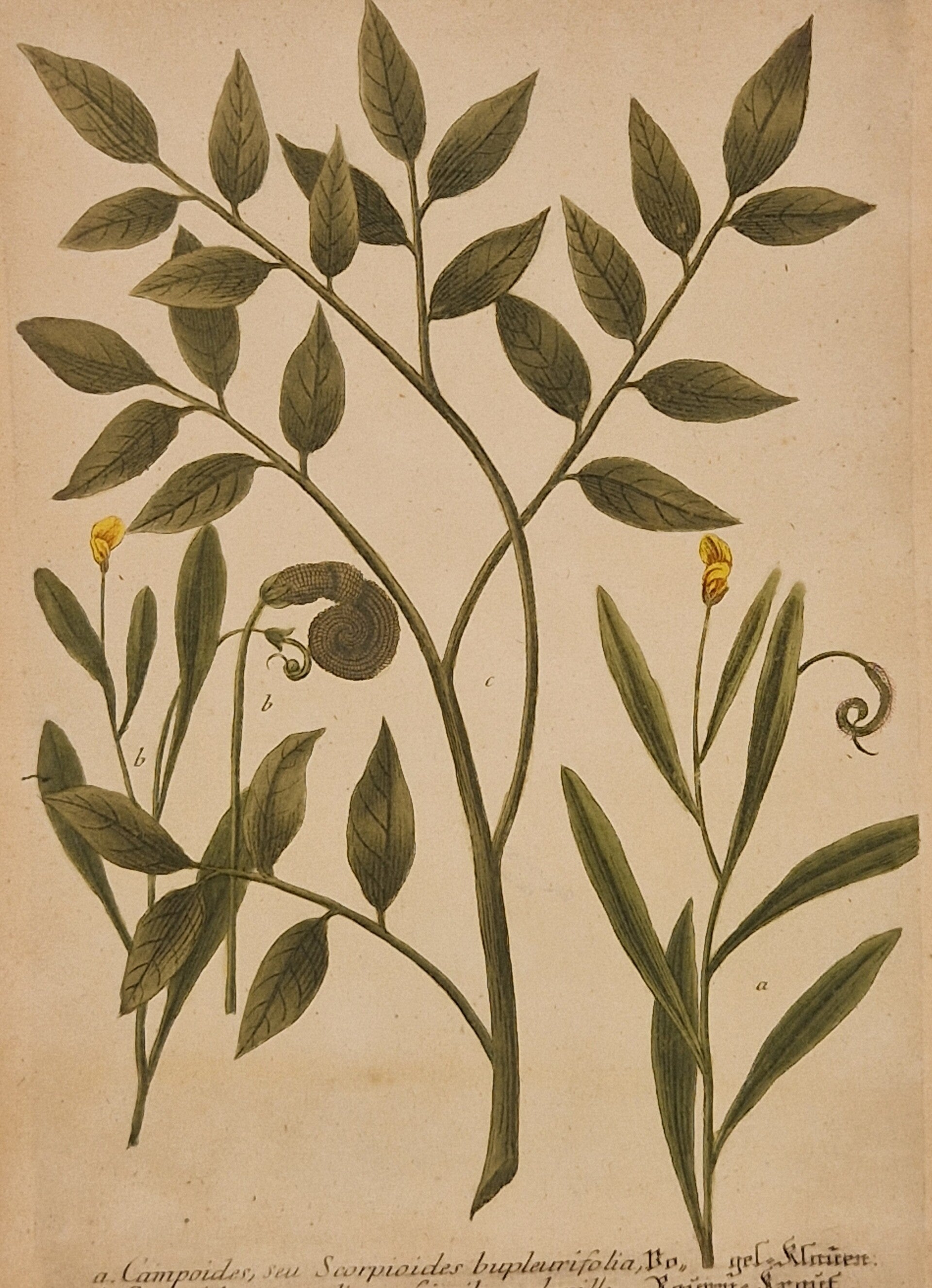 Campoides nr 295. J.H.Weinmann 1736.