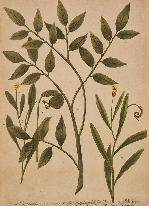 Campoides nr 295. J.H.Weinmann 1736.