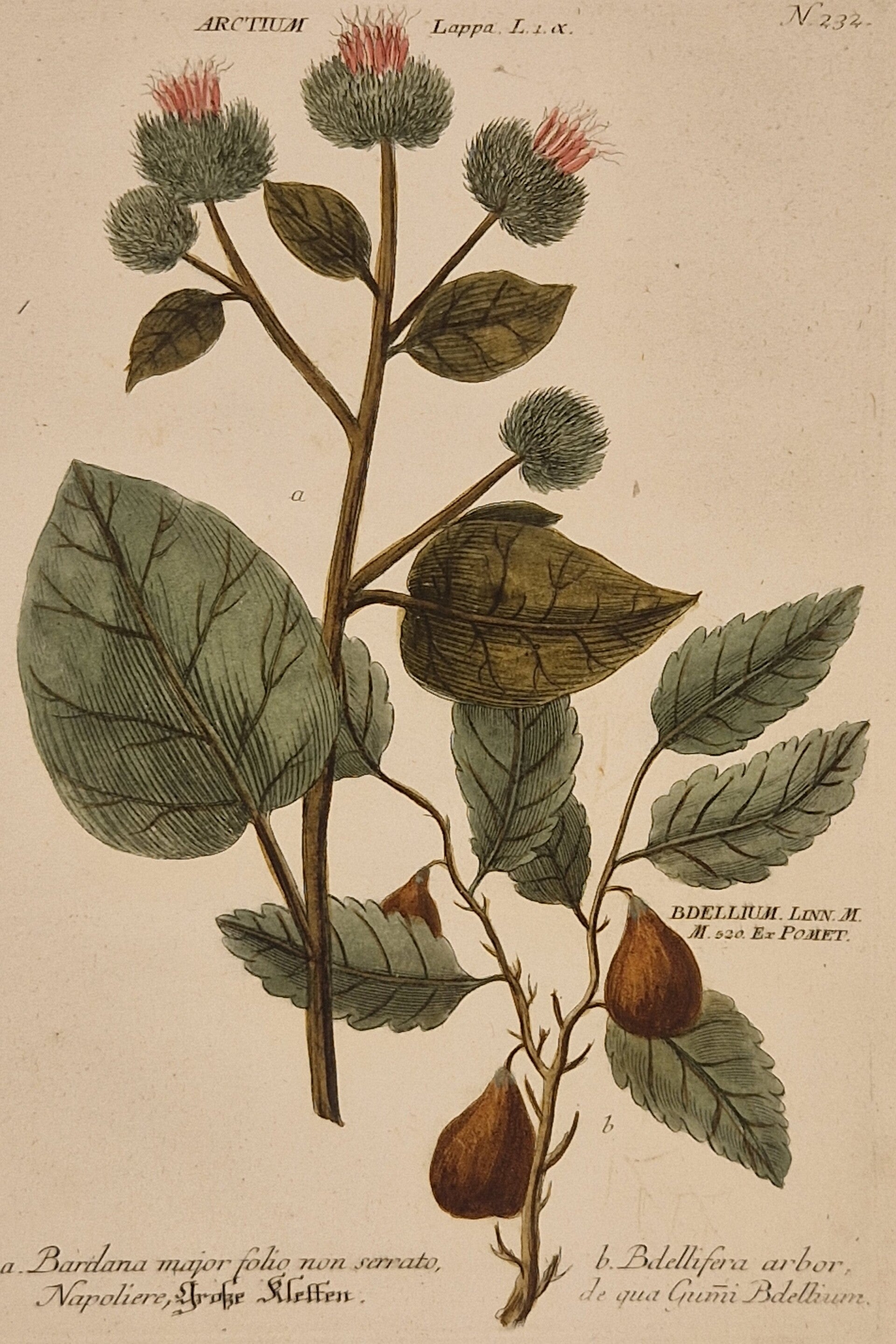 Articum lappa nr 232. J.H.Weinmann 1736.