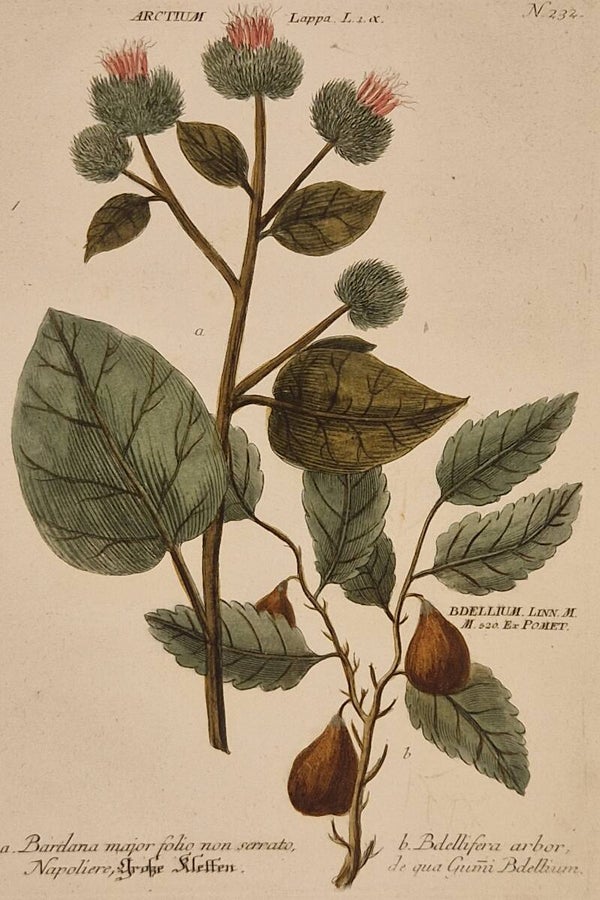 Articum lappa nr 232. J.H.Weinmann 1736.