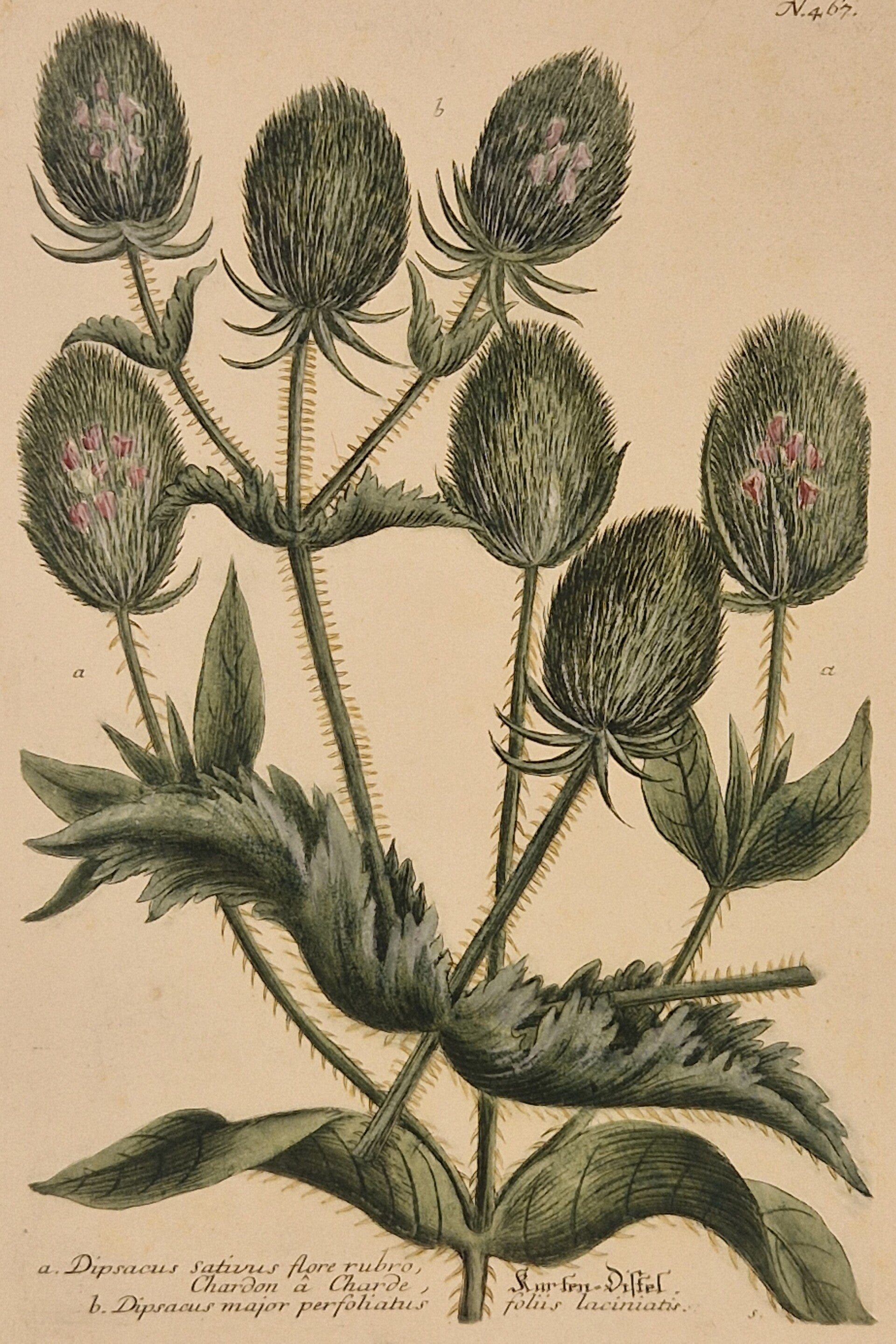 Dipsacus sativus nr 467. J.H.Weinmann 1736.