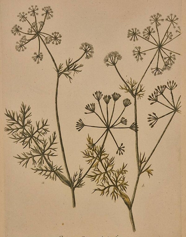 Carum Carvi nr.321. J.H.Weinmann 1736.