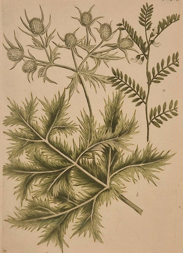 Ervum semine Anguloso nr.484. J.H.Weinmann 1736.