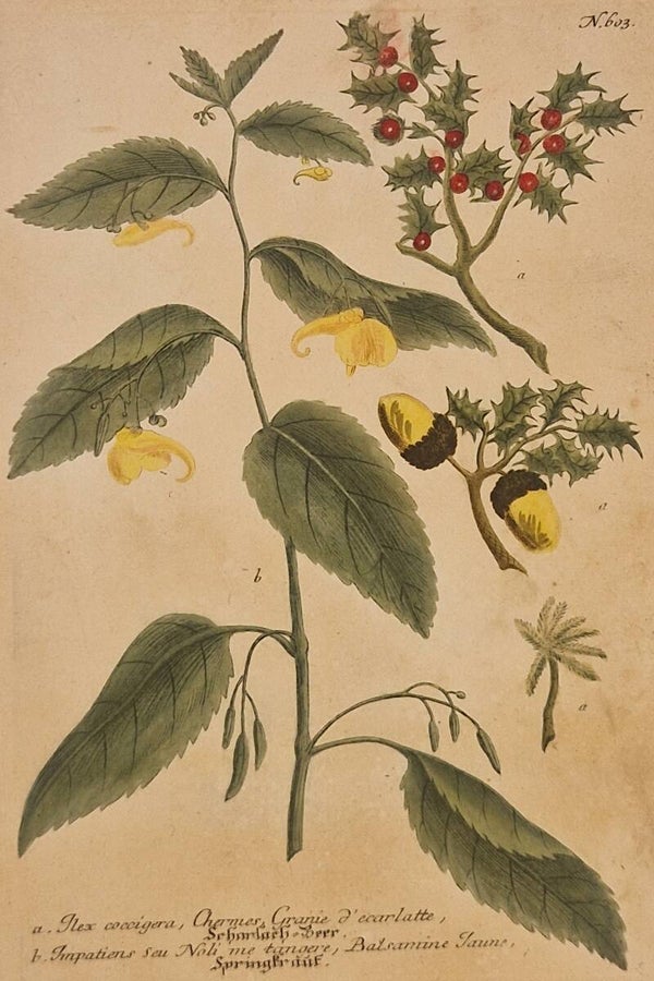 Ilex coccigera nr.603. J.H.Weinmann 1736.
