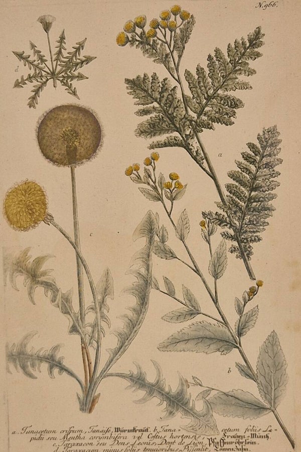 Tanacetum fulgare nr.966. J.H.Weinmann 1736.
