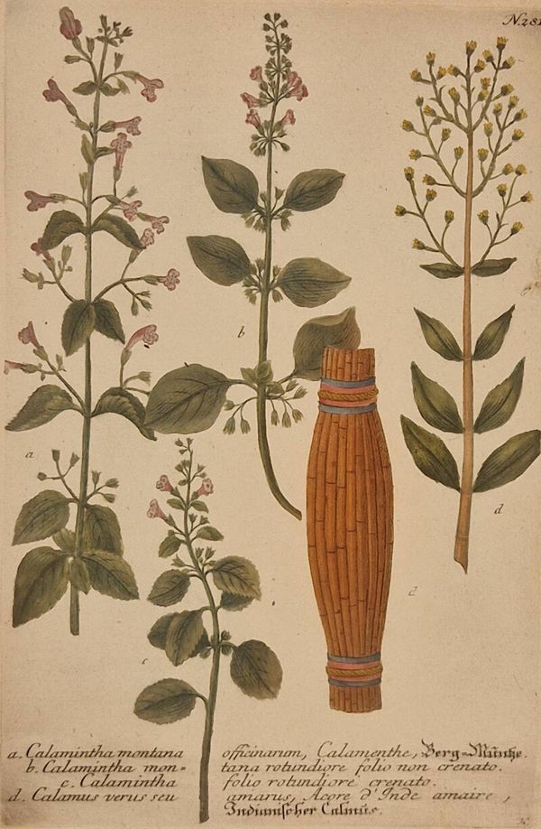 Clinopodium Montana nr.281. J.H.Weinmann 1736.