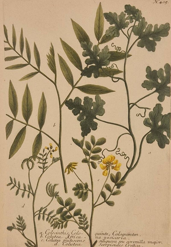 Colocynthus nr.405. J.H.Weinmann 1736.