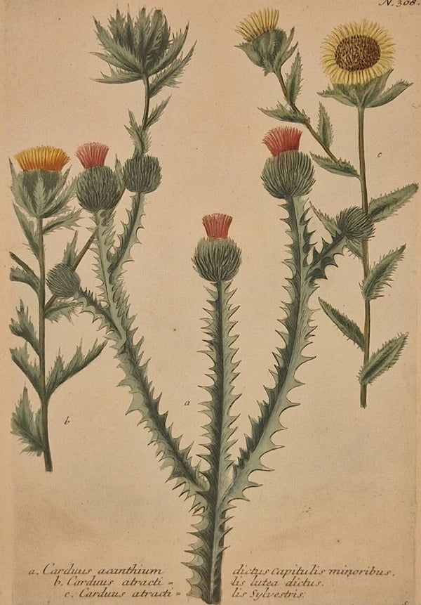 Carduus Acanthium nr.308. J.H.Weinmann 1736.