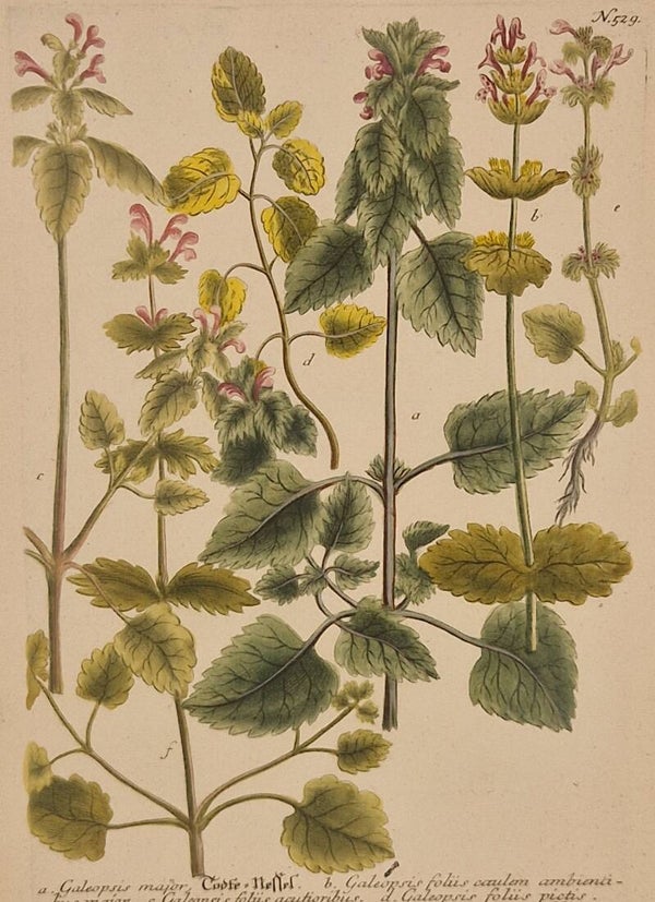 Lamium nr.529. J.H.Weinmann 1736.