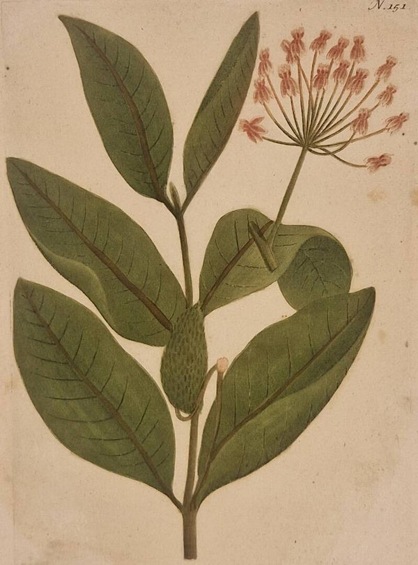 Asclepias Syriaca nr.151. J.H.Weinmann 1736.