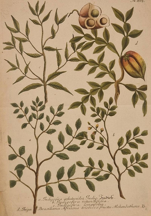 Indigofera nr.605. J.H.Weinmann 1736.