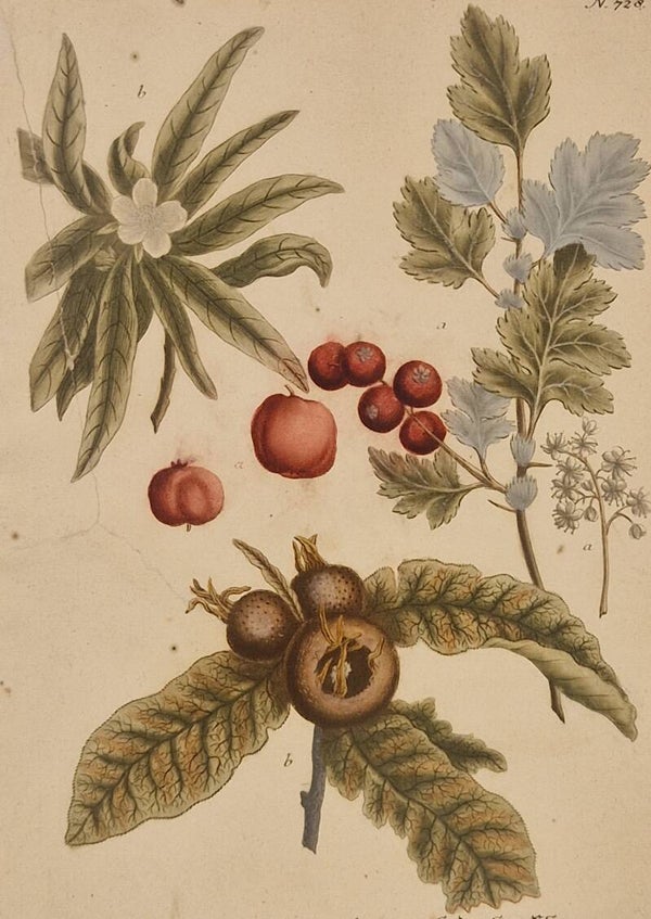 Mespilus Aronia nr.728. J.H.Weinmann 1736.