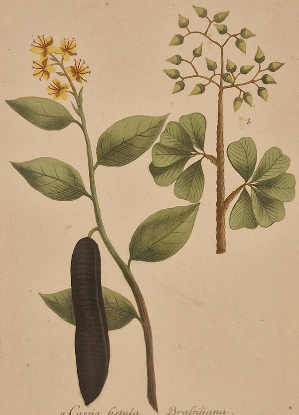 Cassia fistula Brasiliana nr.341. J.H.Weinmann 1736.