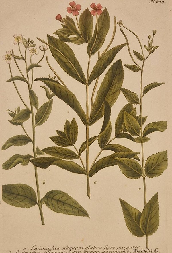 Lysimachia nr.689. J.H.Weinmann 1736.