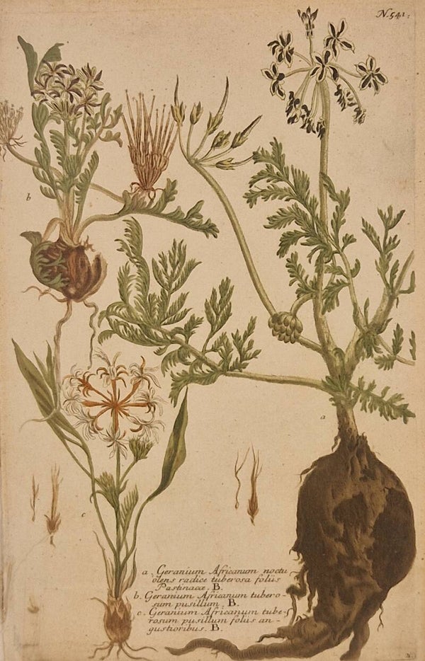 Geranium Africanum nr.541. J.H.Weinmann 1736.