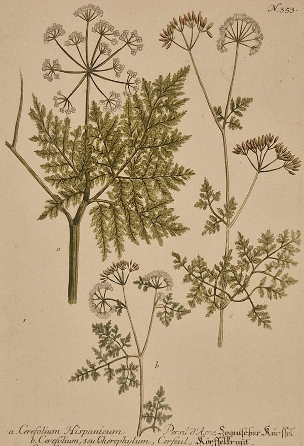 Cerefolium nr.353. J.H.Weinmann 1736.