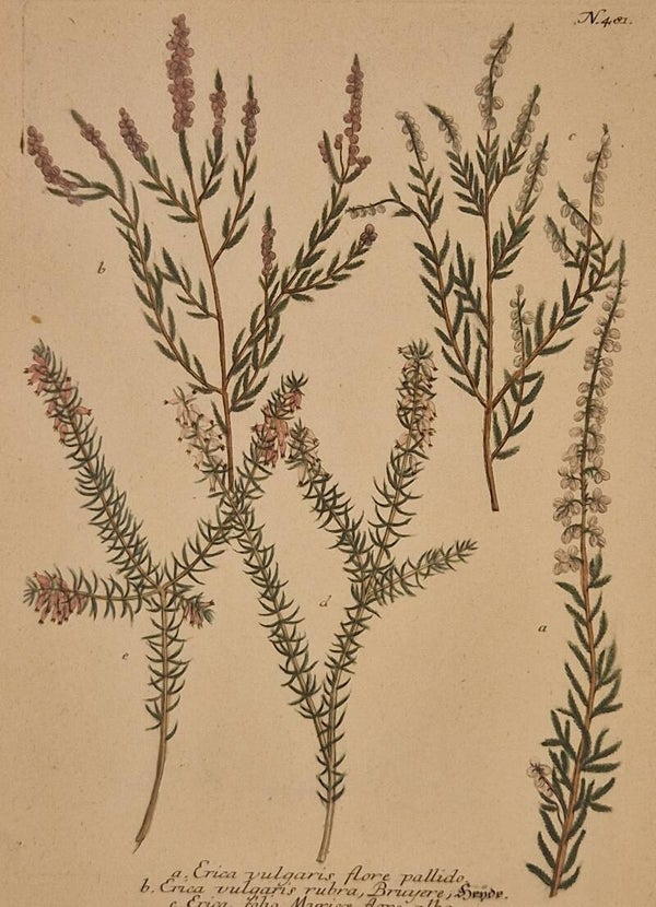 Erica vulgaris nr.481. J.H.Weinmann 1736.