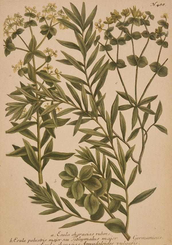 Esula characias rubens nr.488. J.H.Weinmann 1736.