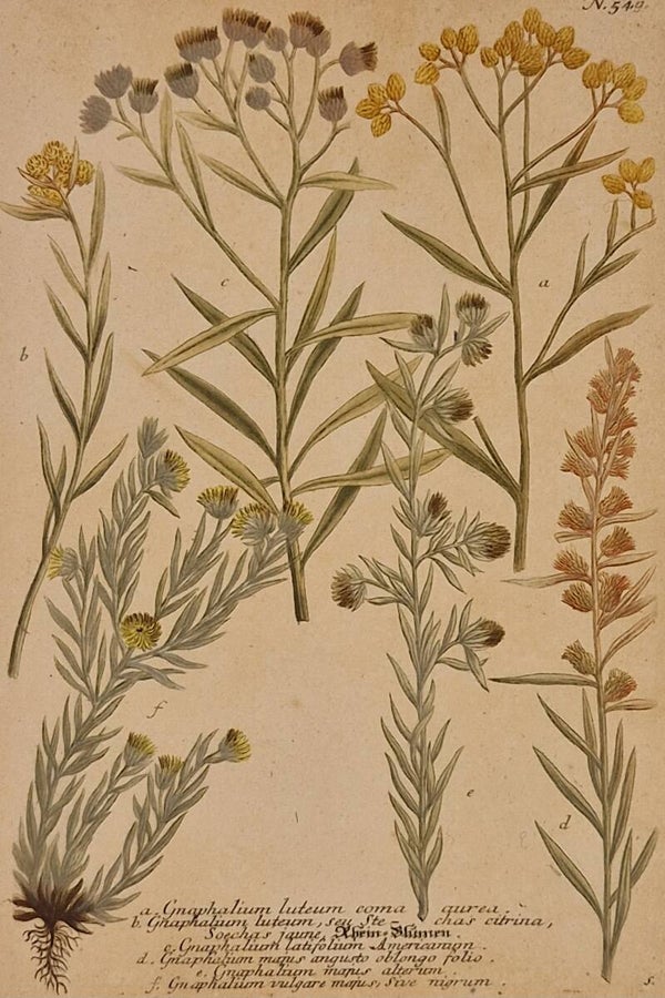 Gnaphalium luteum cam aurea nr.549. J.H.Weinmann 1736.